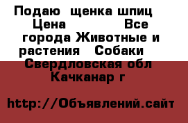 Подаю. щенка шпиц  › Цена ­ 27 000 - Все города Животные и растения » Собаки   . Свердловская обл.,Качканар г.